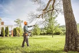 How Our Tree Care Process Works  in  Clinton, AR