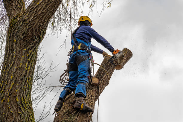 Trusted Clinton, AR Tree Care Services Experts